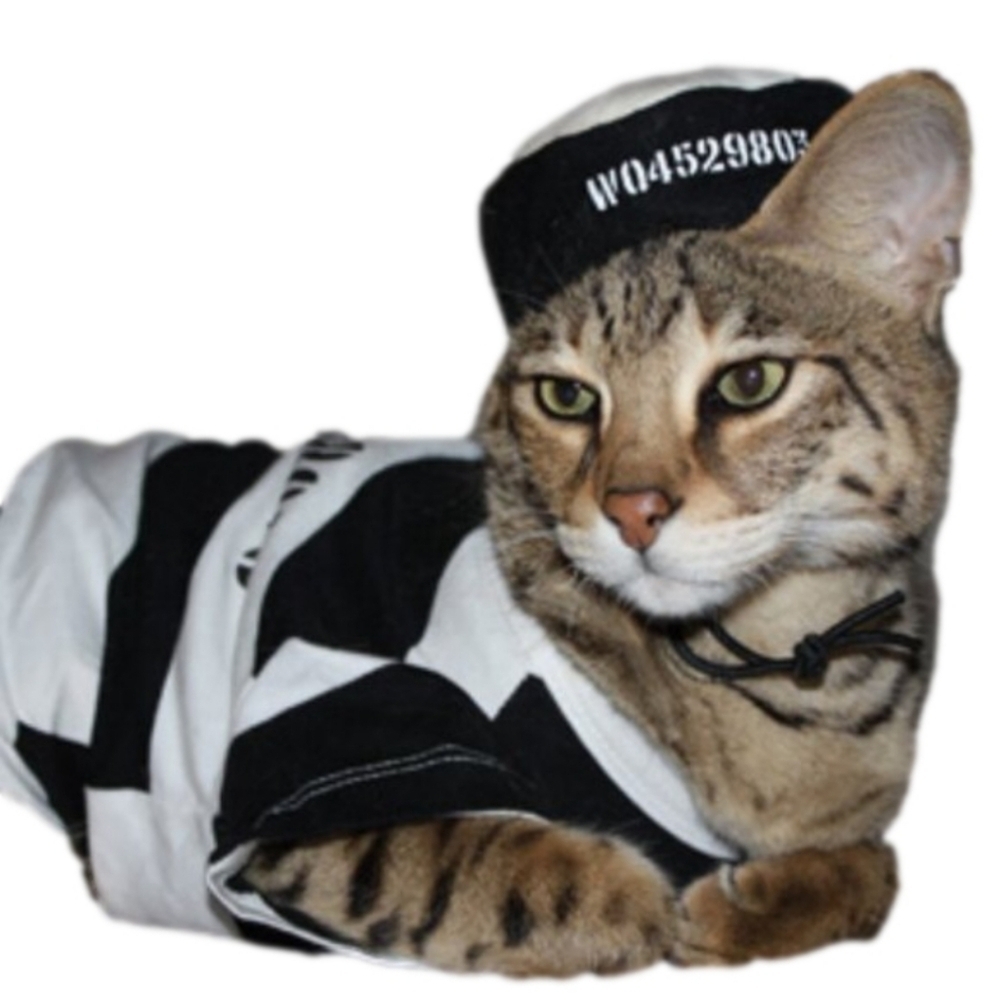 Pet Costumes